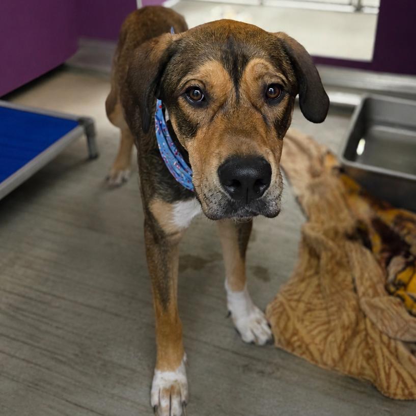 Enlarge Tupac, a Adoptable mixed breed in San Jacinto, CA image 3/6