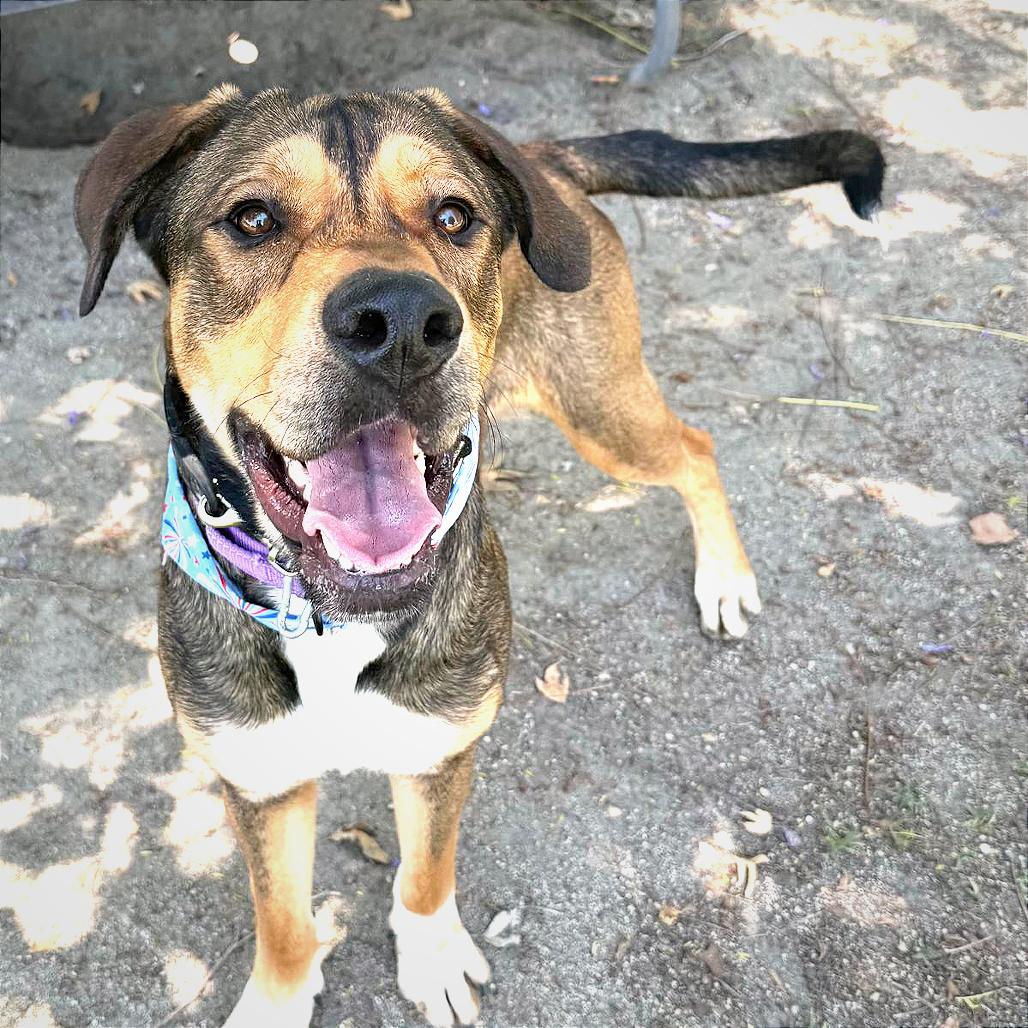 Enlarge Tupac, a Adoptable mixed breed in San Jacinto, CA image 4/6