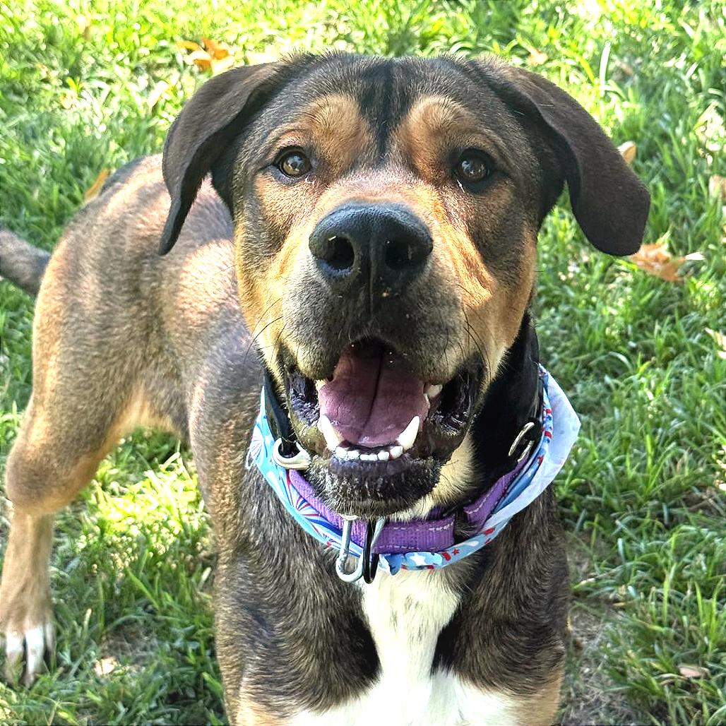 Enlarge Tupac, a Adoptable mixed breed in San Jacinto, CA image 5/6