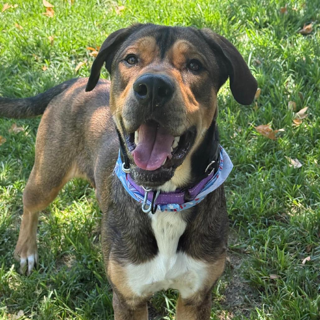 Enlarge Tupac, a Adoptable mixed breed in San Jacinto, CA image 6/6