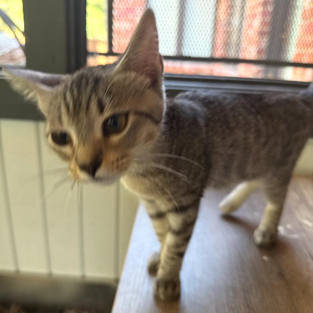 Stormy, Adoptable, Kitten Female Domestic Short Hair.