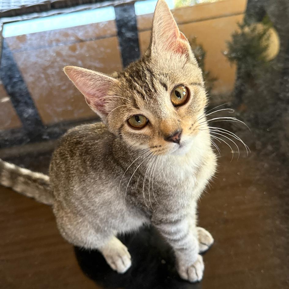 Enlarge Stormy, a Adoptable Domestic Short Hair in Granby, MO image 2/2