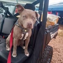 Avery, Adoptable, Young Female American Bully.