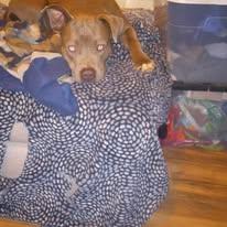 Avery, a Adoptable American Bully in San Juan Bautista, CA image 3/6