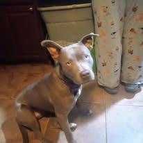 Avery, a Adoptable American Bully in San Juan Bautista, CA image 4/6