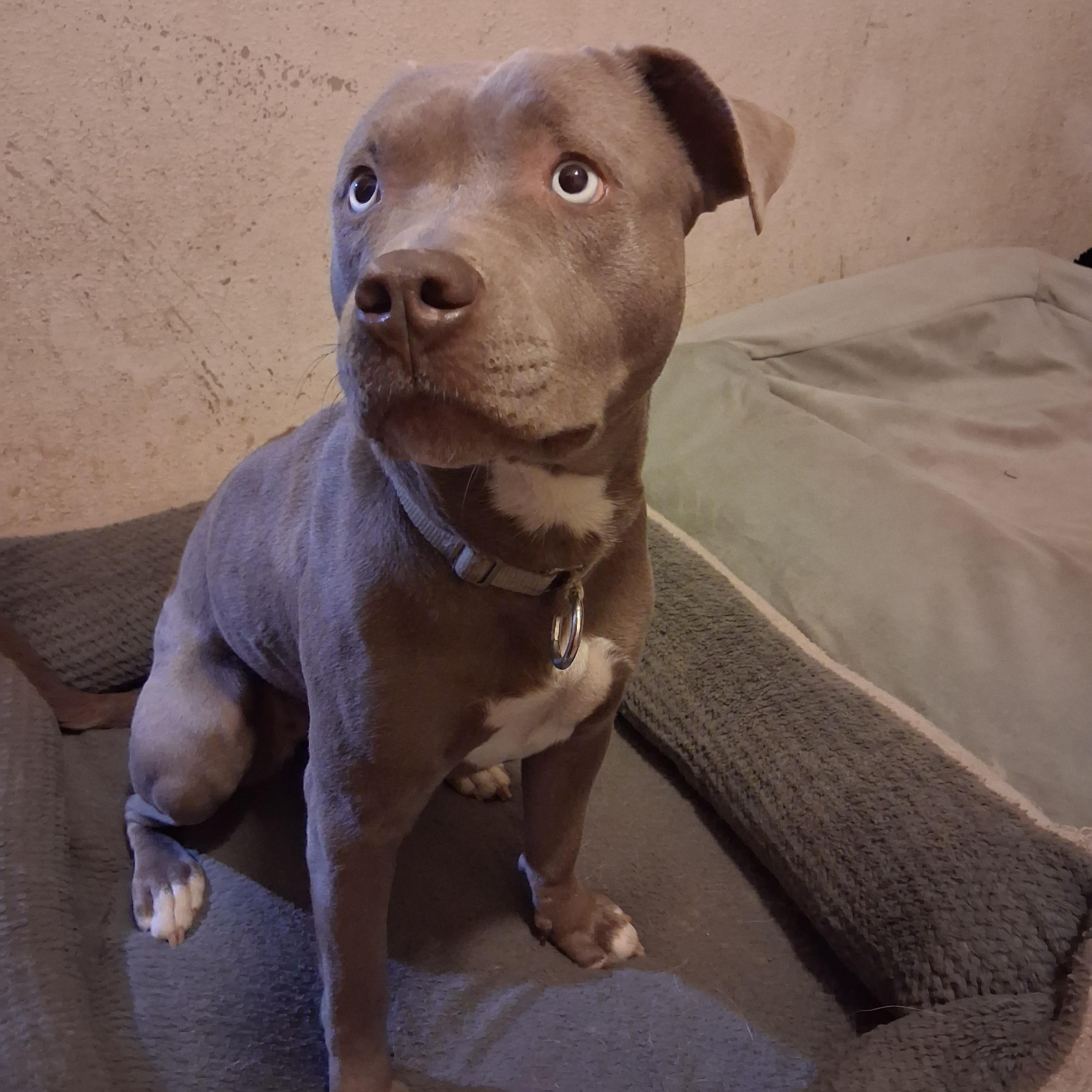 Avery, Adoptable, Young Female American Bully.