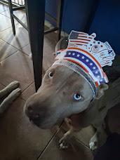 Avery, a Adoptable American Bully in San Juan Bautista, CA image 1/6