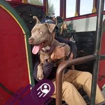 Avery, a Adoptable American Bully in San Juan Bautista, CA image 5/6