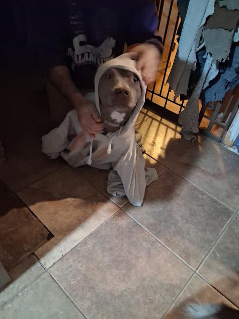 Avery, a Adoptable American Bully in San Juan Bautista, CA image 6/6