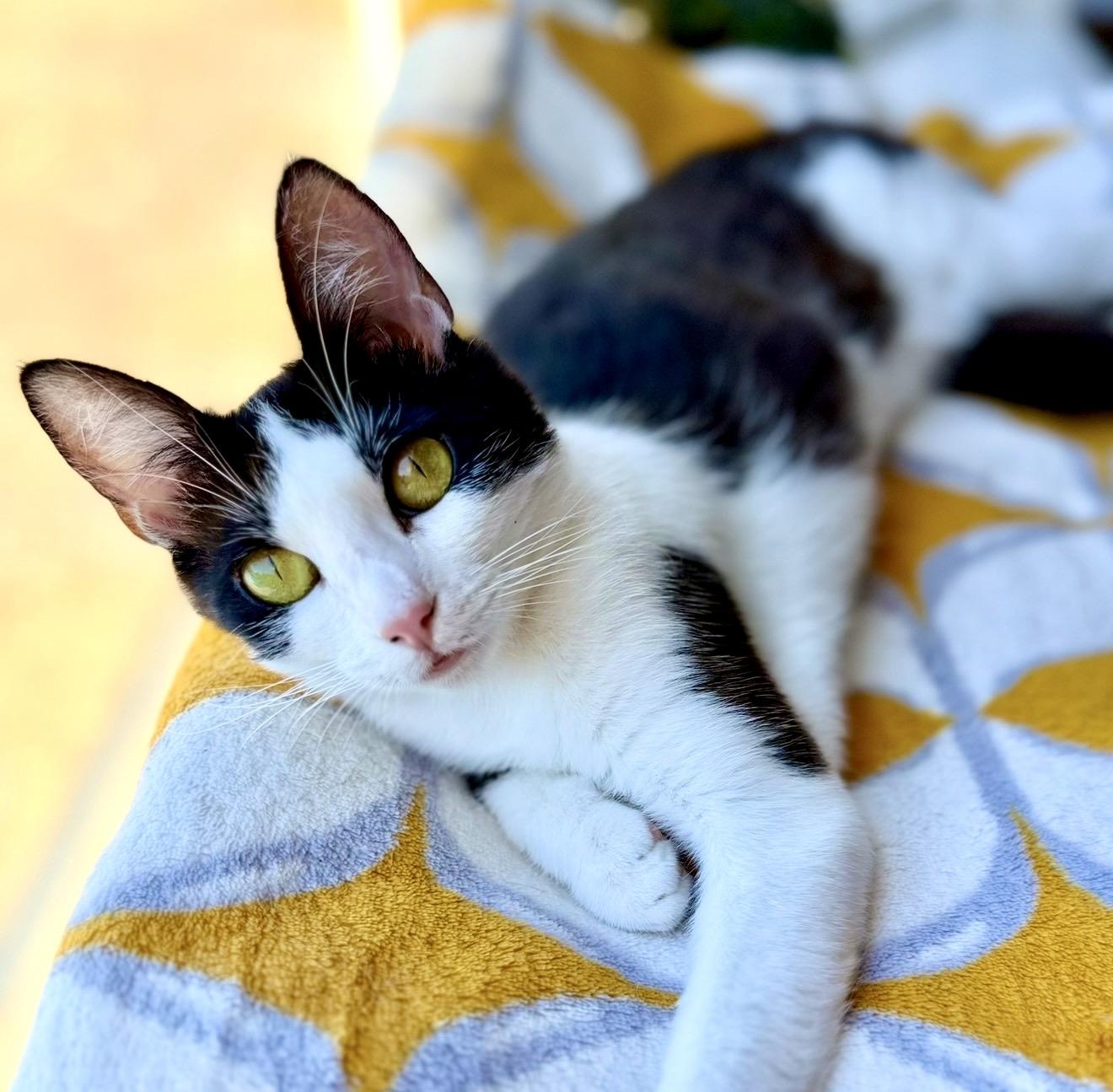 Lulu, ADOPTABLE, Kitten Female Tuxedo.