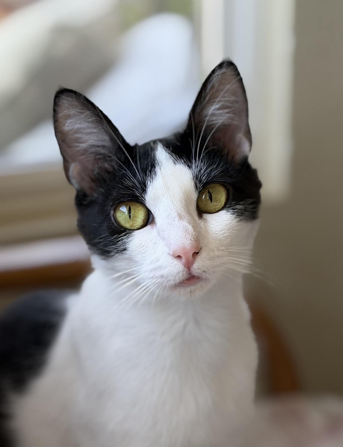 Enlarge Lulu, a ADOPTABLE Tuxedo in San Rafael, CA image 3/6