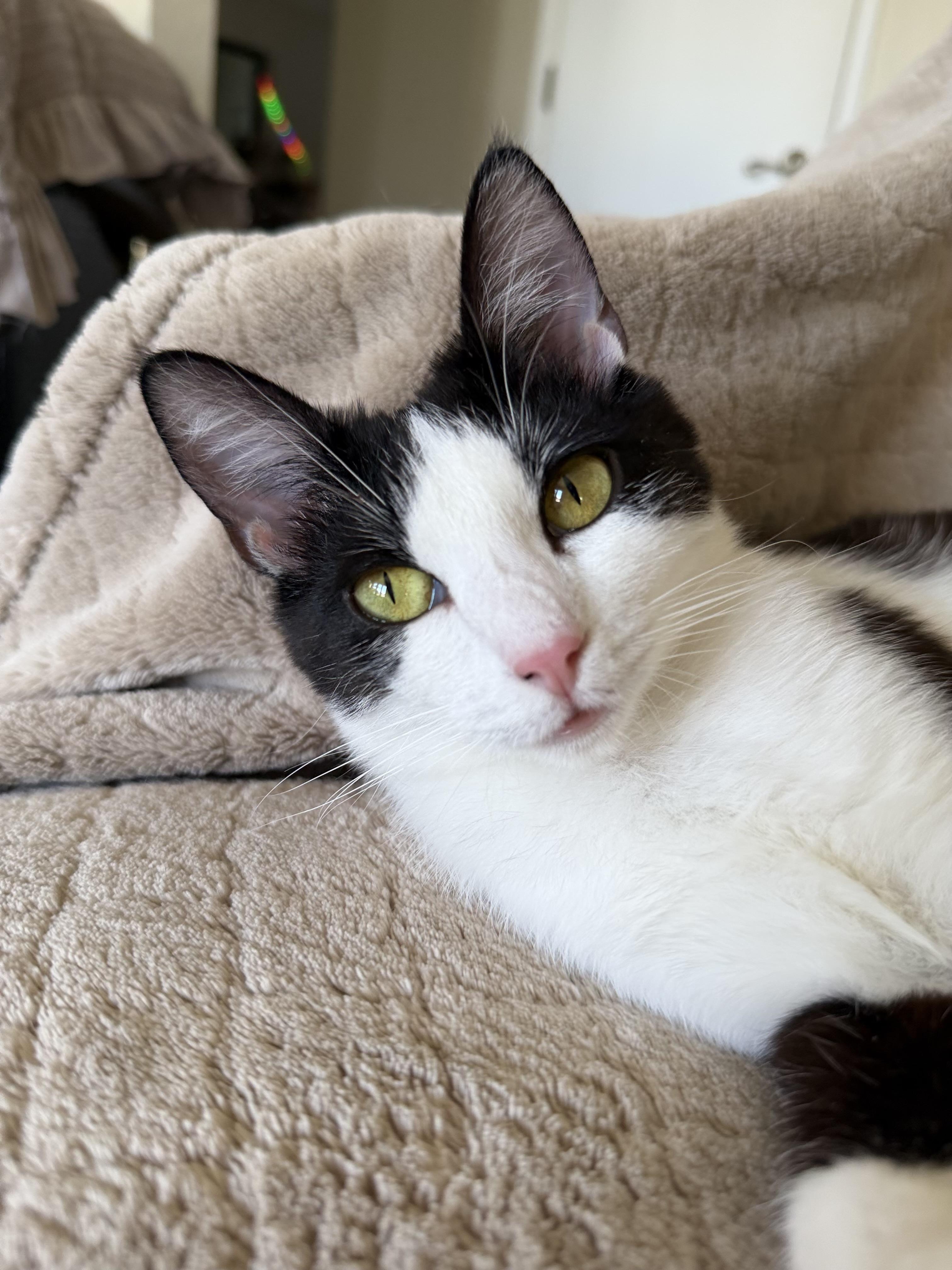 Enlarge Lulu, a ADOPTABLE Tuxedo in San Rafael, CA image 2/6