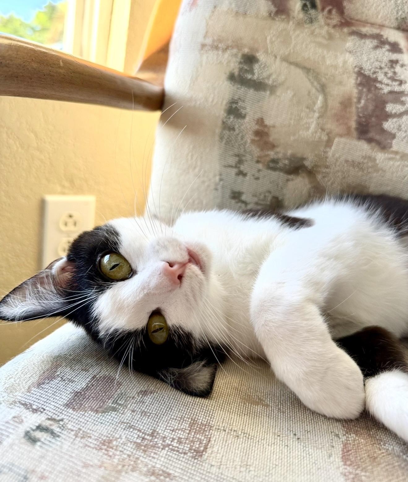Enlarge Lulu, a ADOPTABLE Tuxedo in San Rafael, CA image 5/6