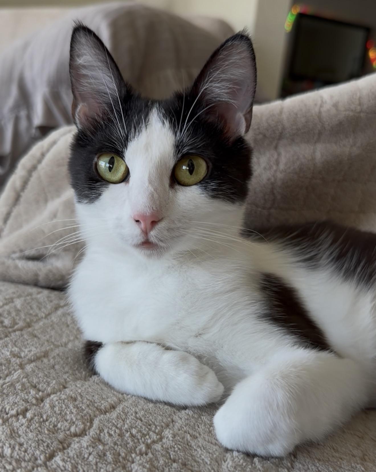 Enlarge Lulu, a ADOPTABLE Tuxedo in San Rafael, CA image 6/6