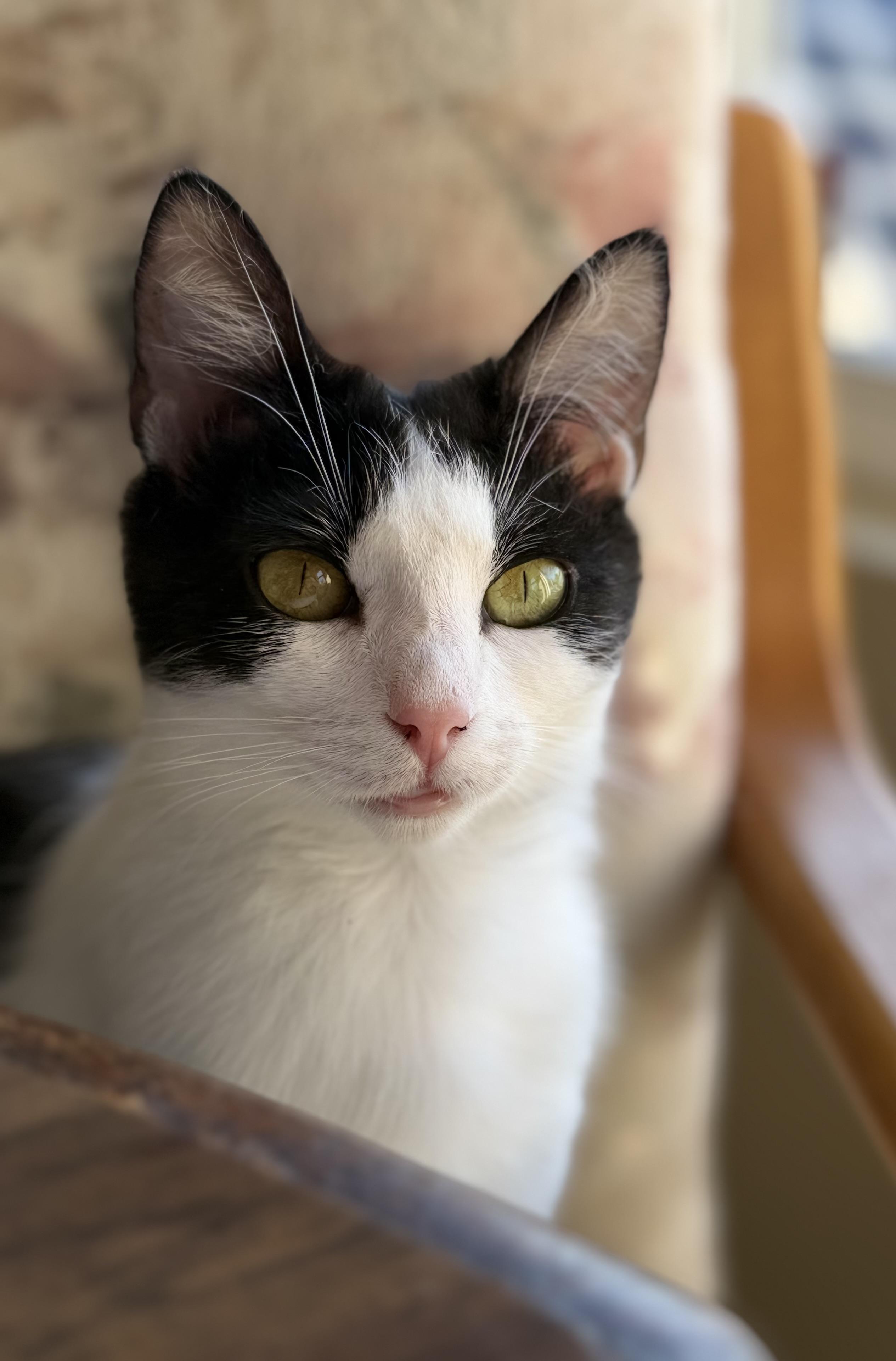 Enlarge Lulu, a ADOPTABLE Tuxedo in San Rafael, CA image 4/6