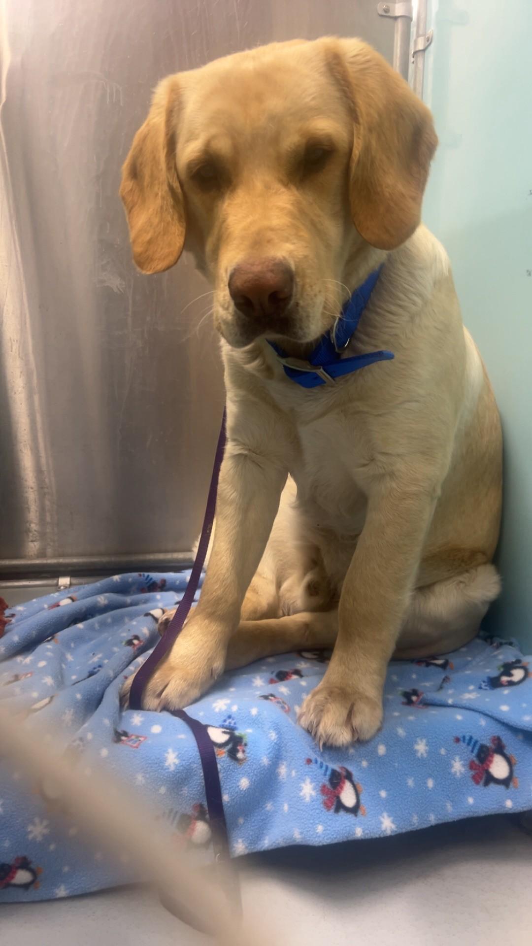 Enlarge Riley, a ADOPTABLE Yellow Labrador Retriever in Morris, MN image 4/5