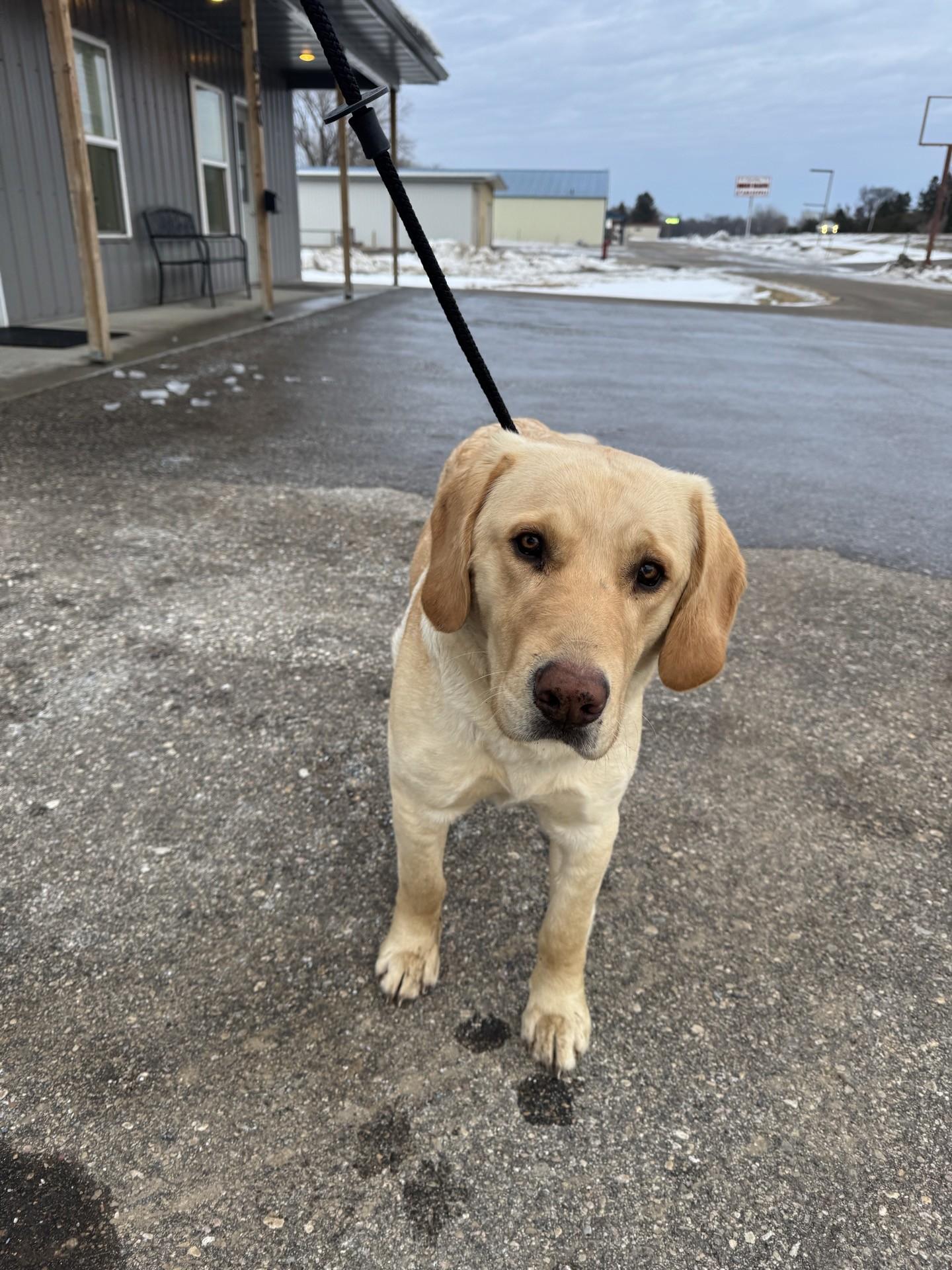 Enlarge Riley, a ADOPTABLE Yellow Labrador Retriever in Morris, MN image 1/5