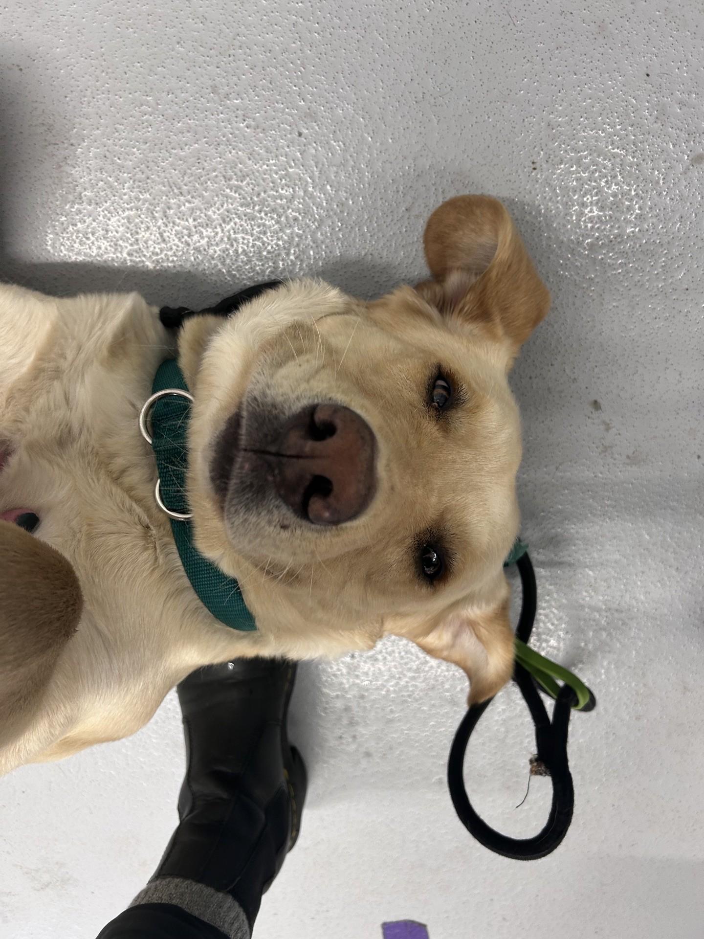 Enlarge Riley, a ADOPTABLE Yellow Labrador Retriever in Morris, MN image 2/5