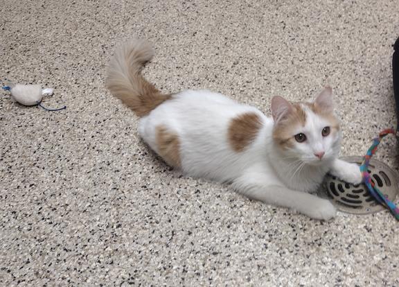Enlarge Huey, a ADOPTABLE Domestic Long Hair in Schaumburg, IL image 4/4