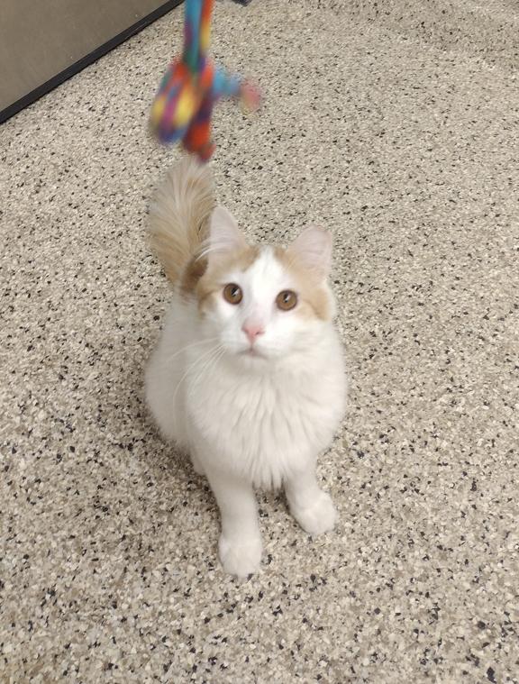 Enlarge Huey, a ADOPTABLE Domestic Long Hair in Schaumburg, IL image 1/4