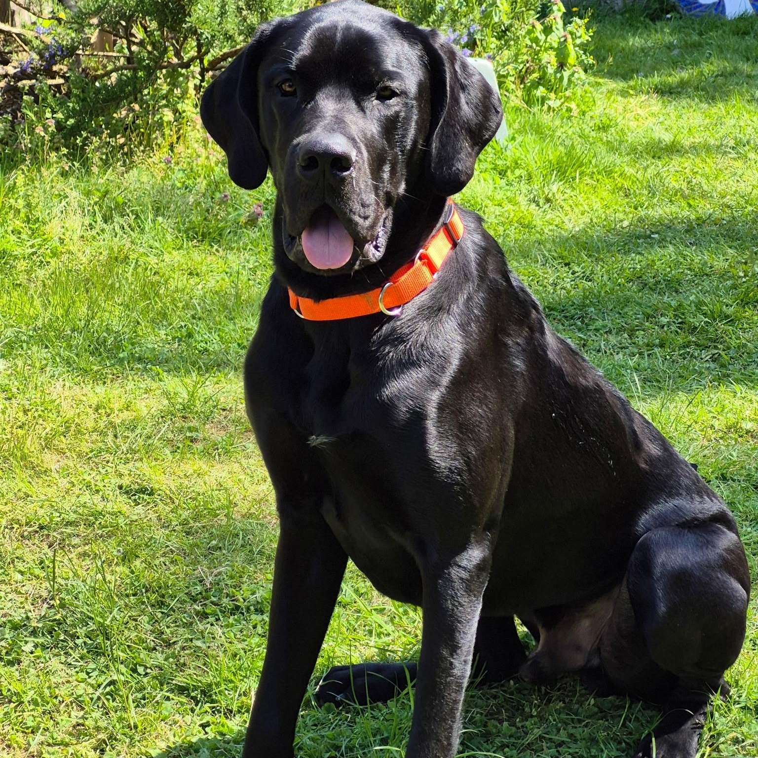 Luther - Daniff (Dane/Mastiff), a Adopted mixed breed in Kirkland, WA image 1/3