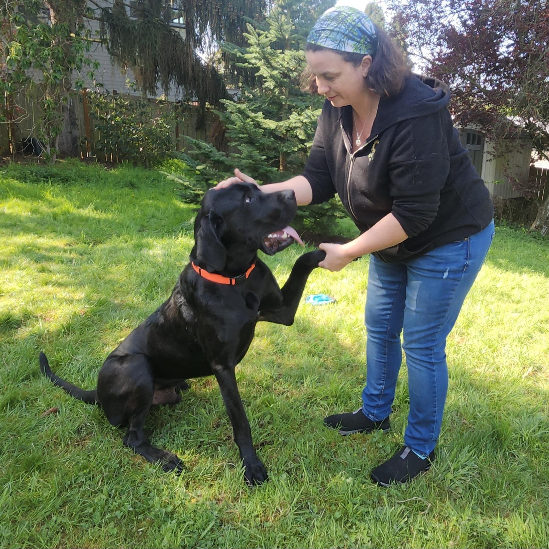 Luther - Daniff (Dane/Mastiff), a Adopted mixed breed in Kirkland, WA image 2/3