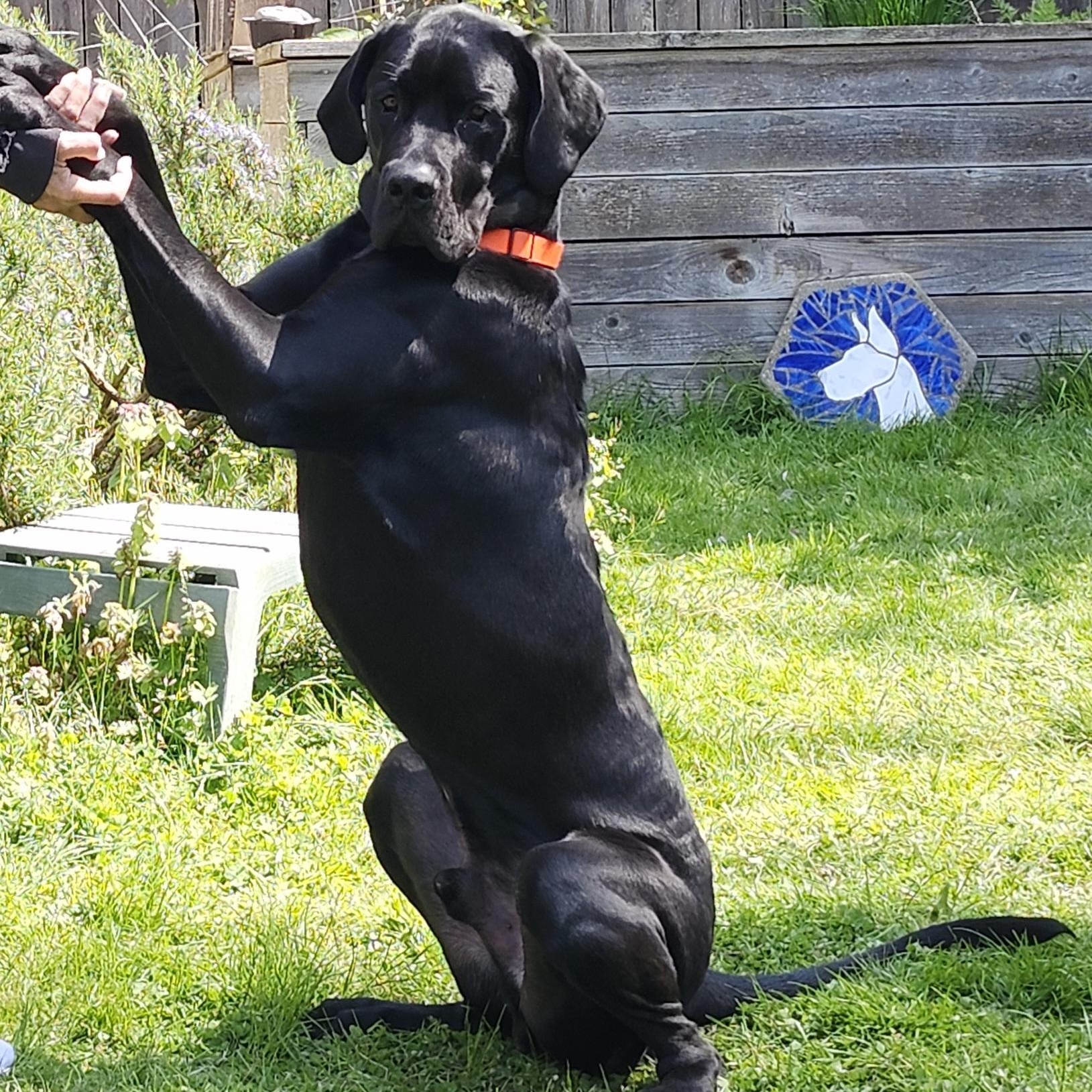 Luther - Daniff (Dane/Mastiff), a Adopted mixed breed in Kirkland, WA image 3/3