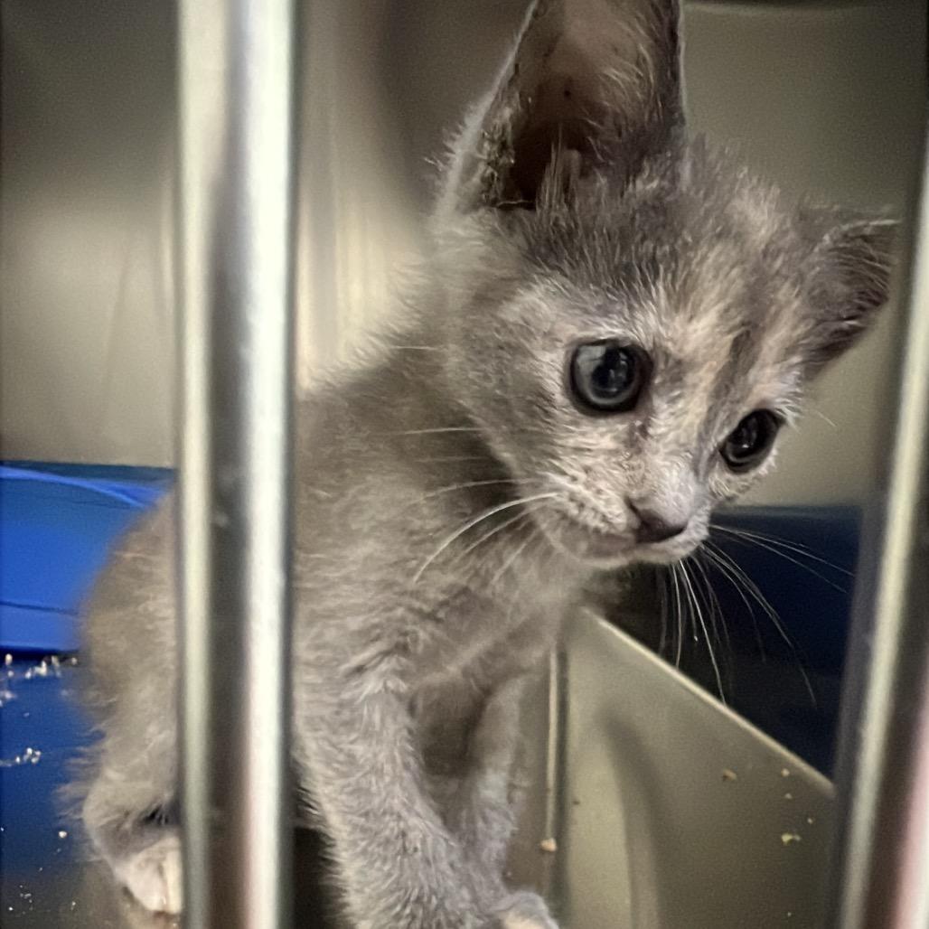 Enlarge Snowflake, a Adoptable Domestic Short Hair in Lexington, KY image 1/3