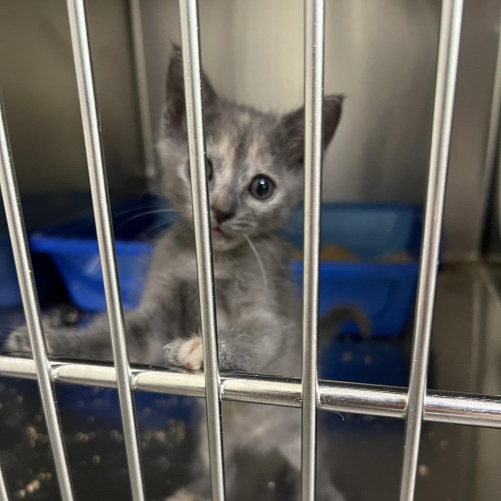 Enlarge Snowflake, a Adoptable Domestic Short Hair in Lexington, KY image 2/3