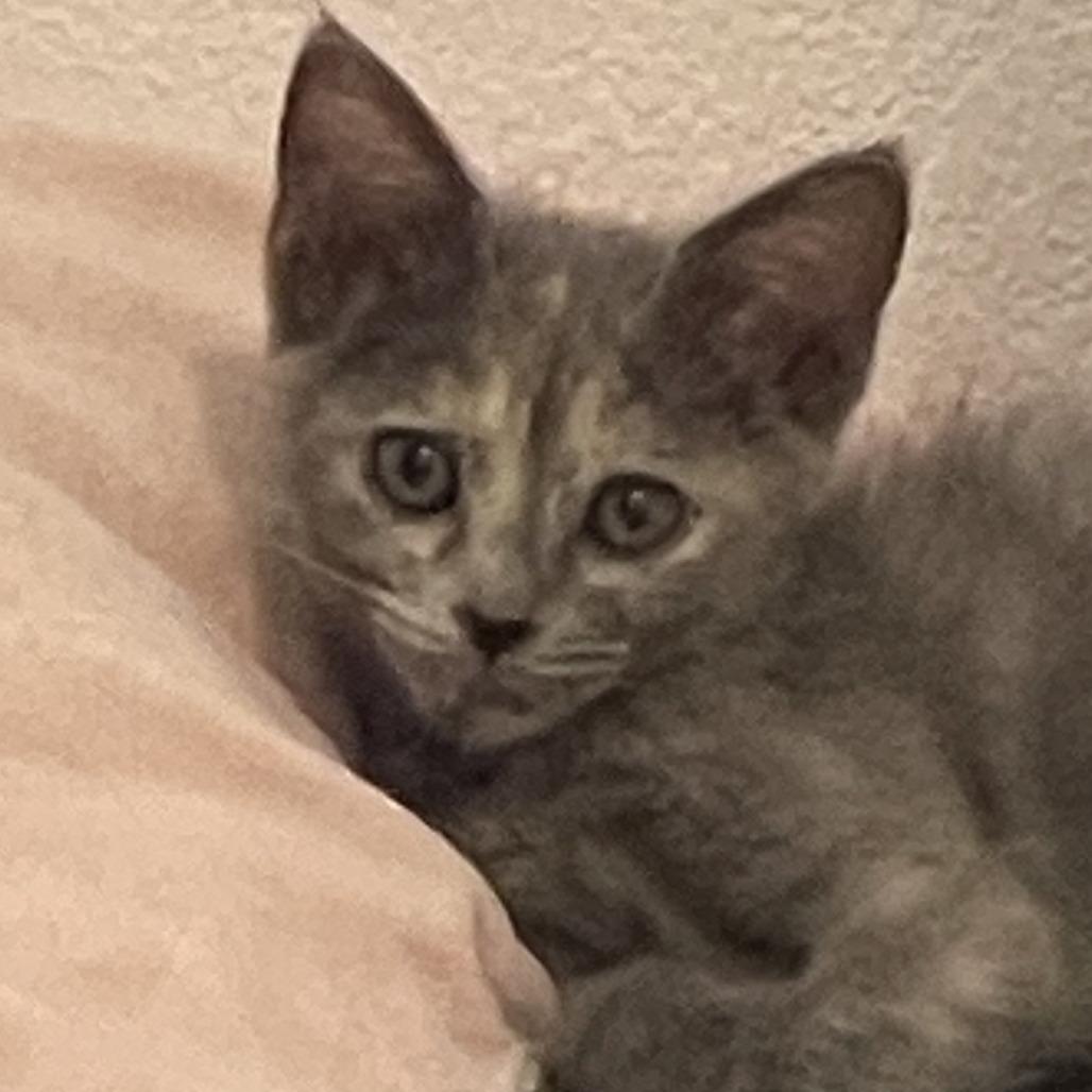 Enlarge Snowflake, a Adoptable Domestic Short Hair in Lexington, KY image 3/3