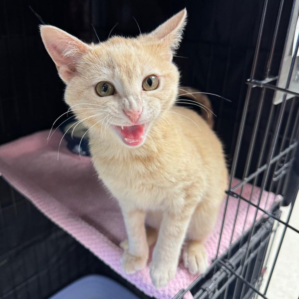 Lemon Haze — thumbnail 2