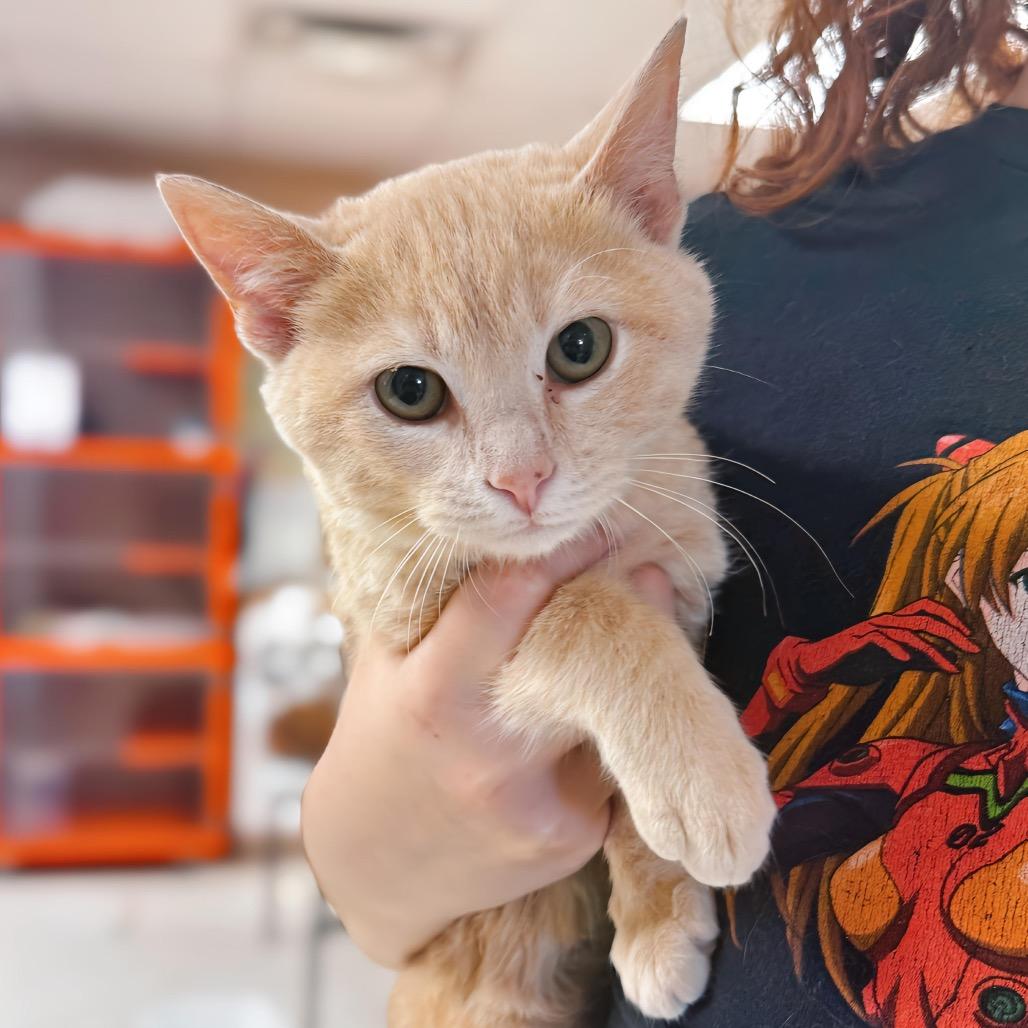 Lemon Haze — thumbnail 3