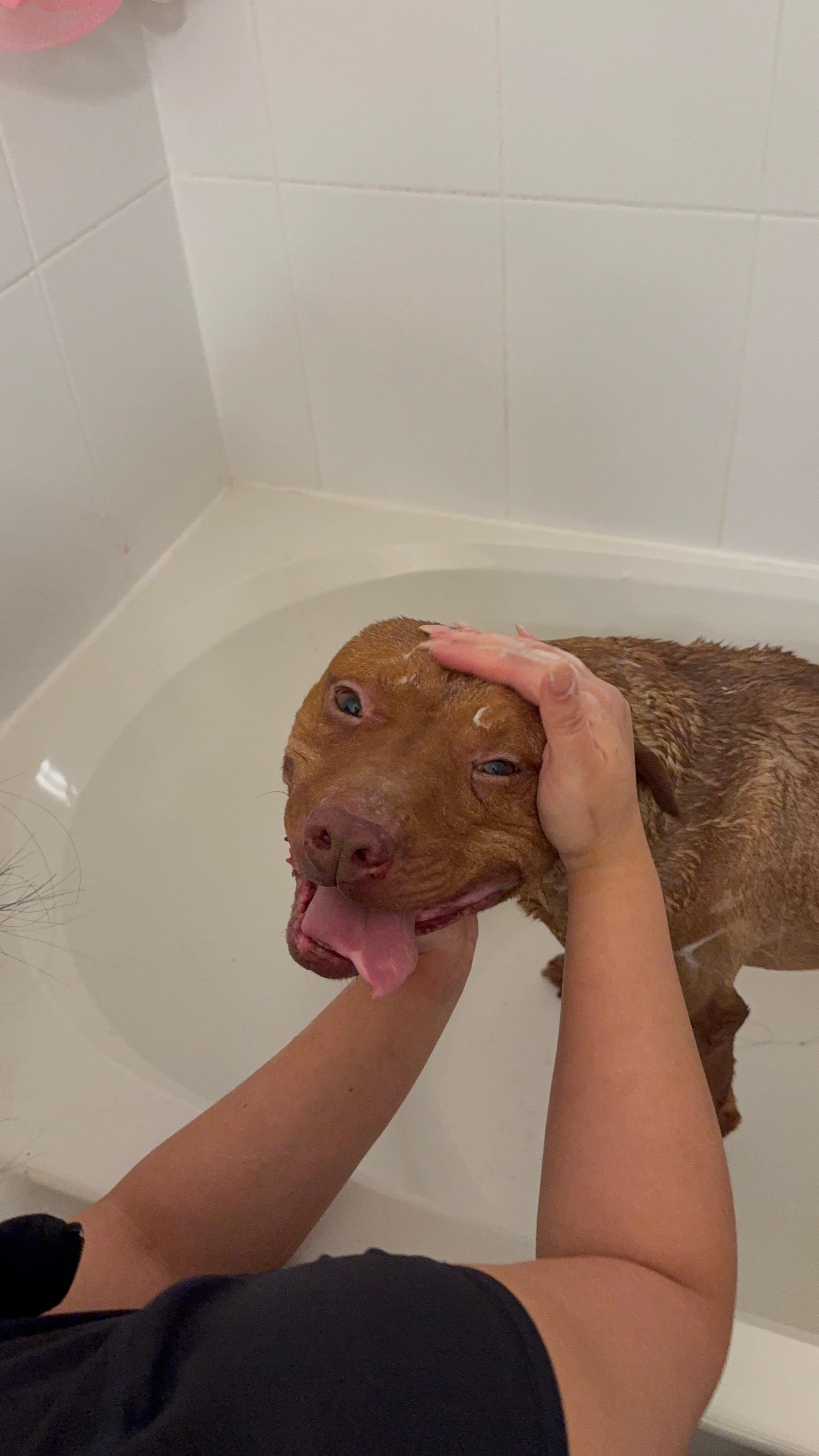 Enlarge Gizmo, a ADOPTABLE mixed breed in Oakville, ON image 5/6