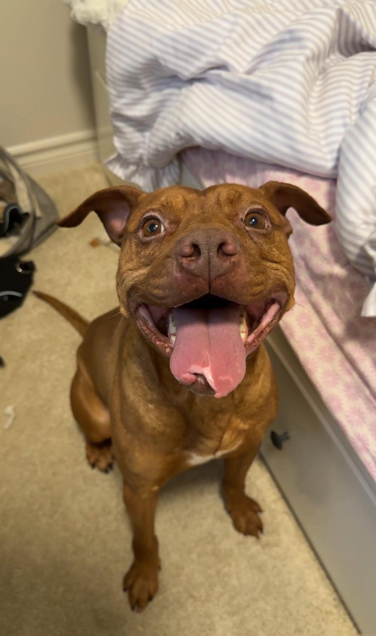 Enlarge Gizmo, a ADOPTABLE mixed breed in Oakville, ON image 2/6