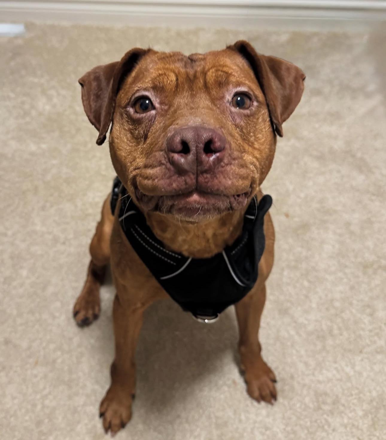 Gizmo, ADOPTABLE, Adult Male Rat Terrier & American Bully.