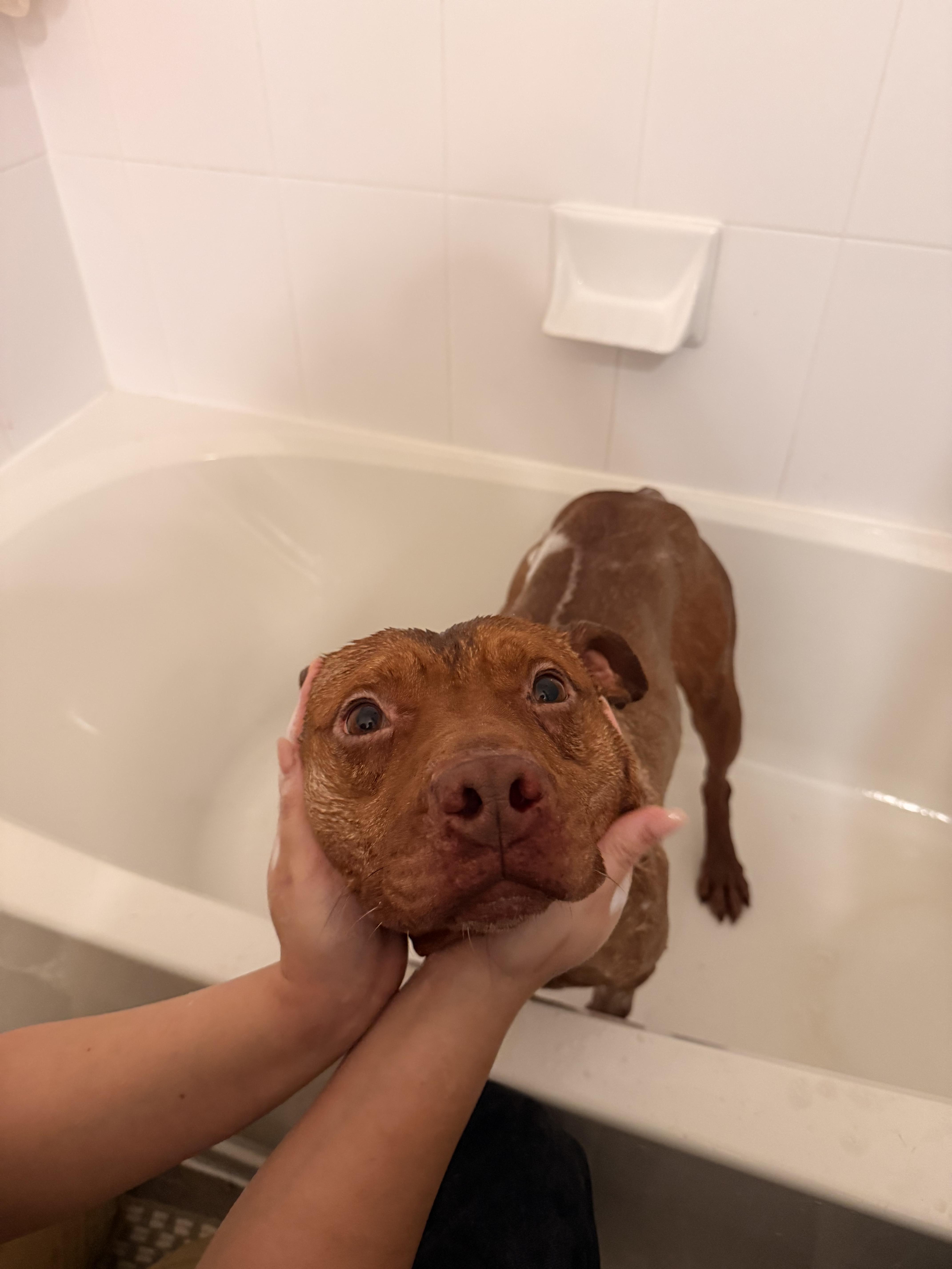 Enlarge Gizmo, a ADOPTABLE mixed breed in Oakville, ON image 6/6