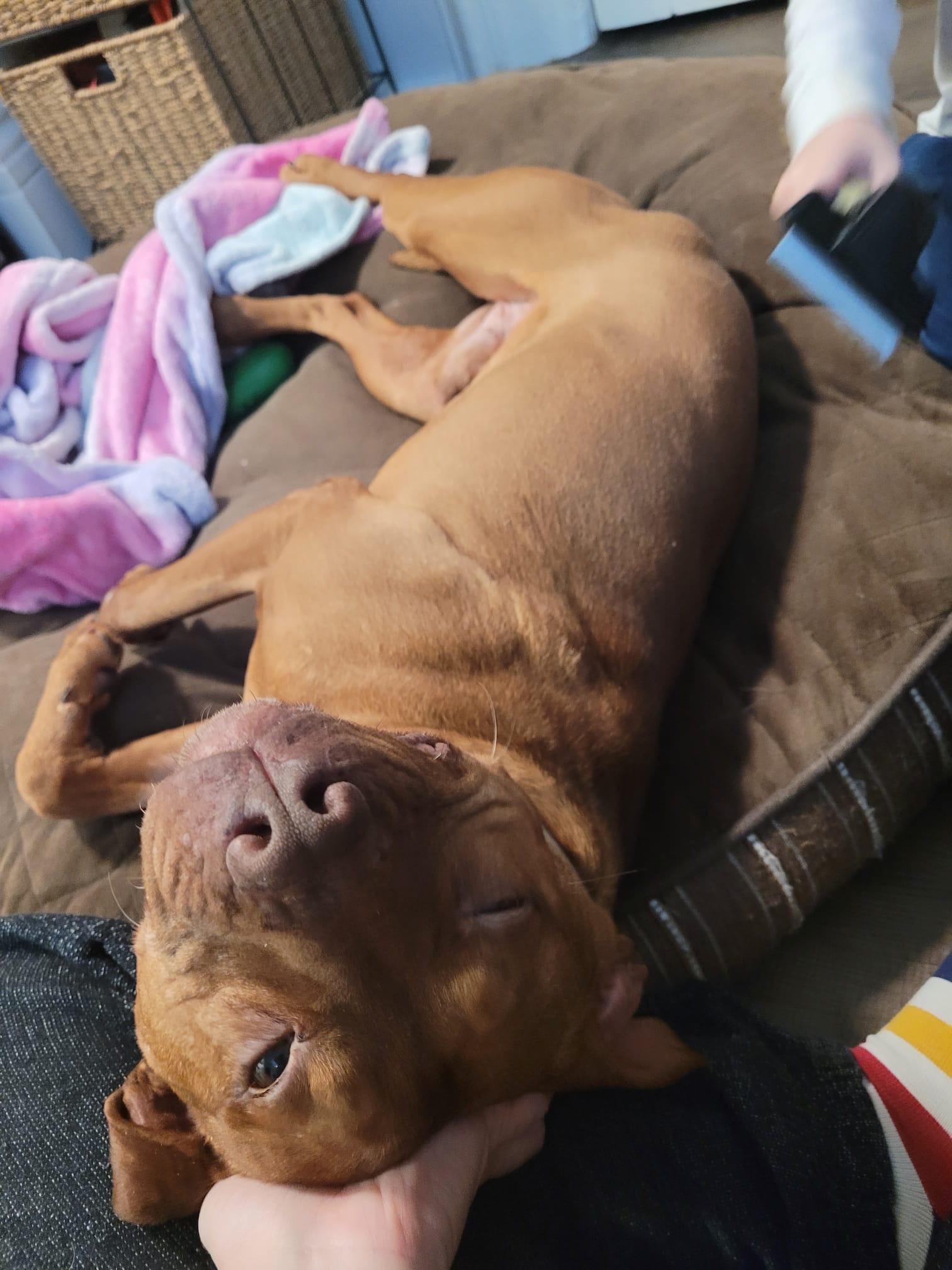 Enlarge Gizmo, a ADOPTABLE mixed breed in Oakville, ON image 4/6