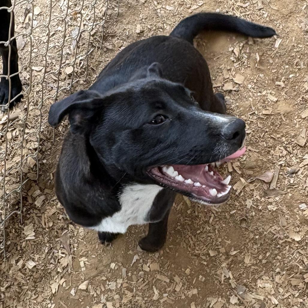 Willow, Adoptable, Young Female Black Labrador Retriever.