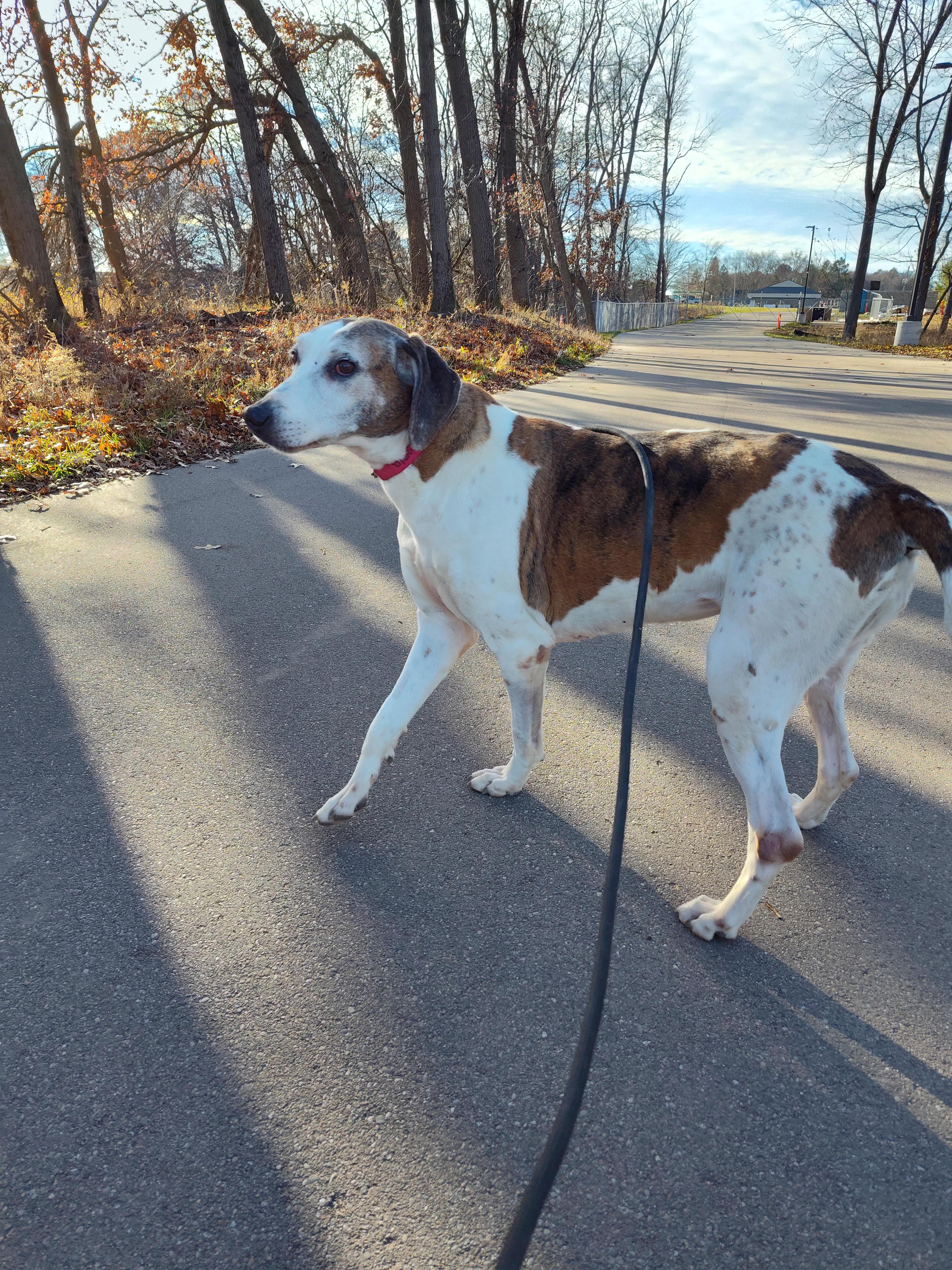 Enlarge Donna, a Adoptable mixed breed in Stockbridge, MI image 4/4