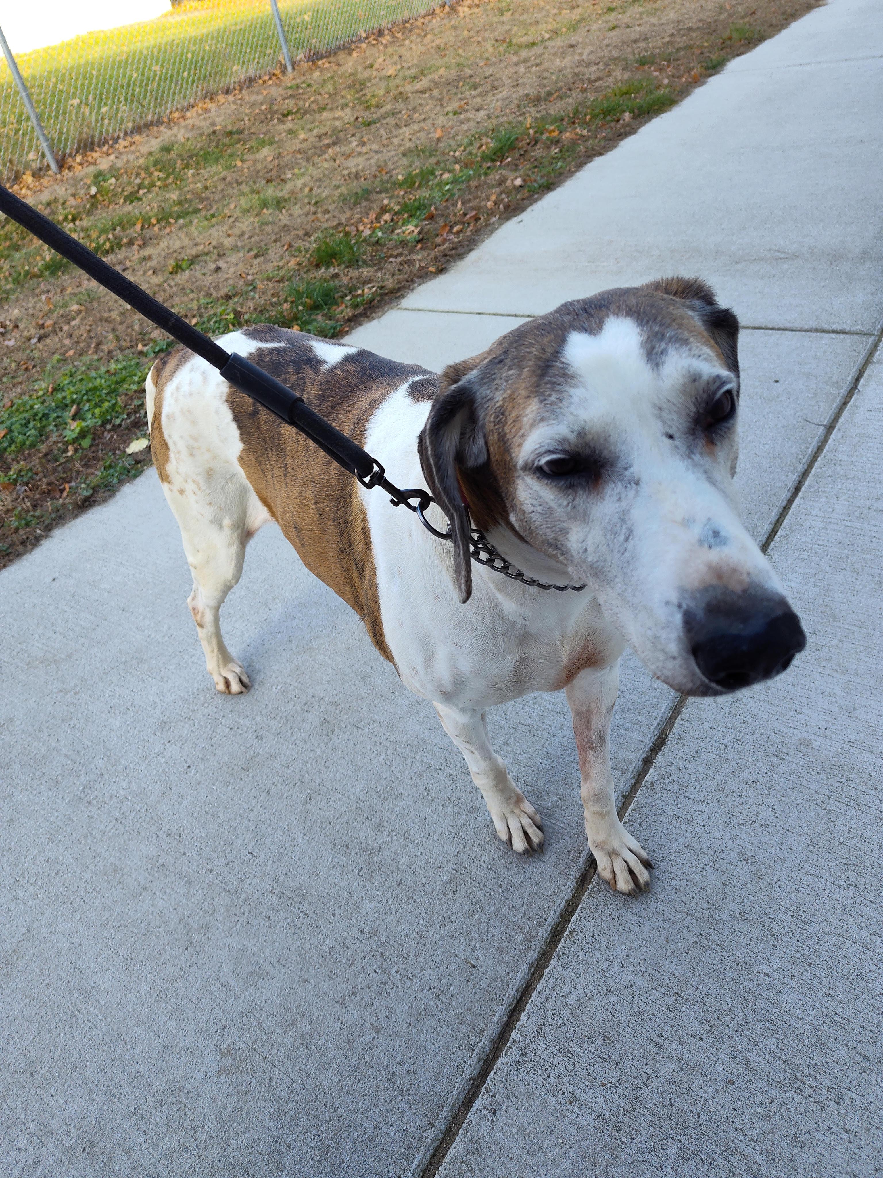 Enlarge Donna, a Adoptable mixed breed in Stockbridge, MI image 2/4