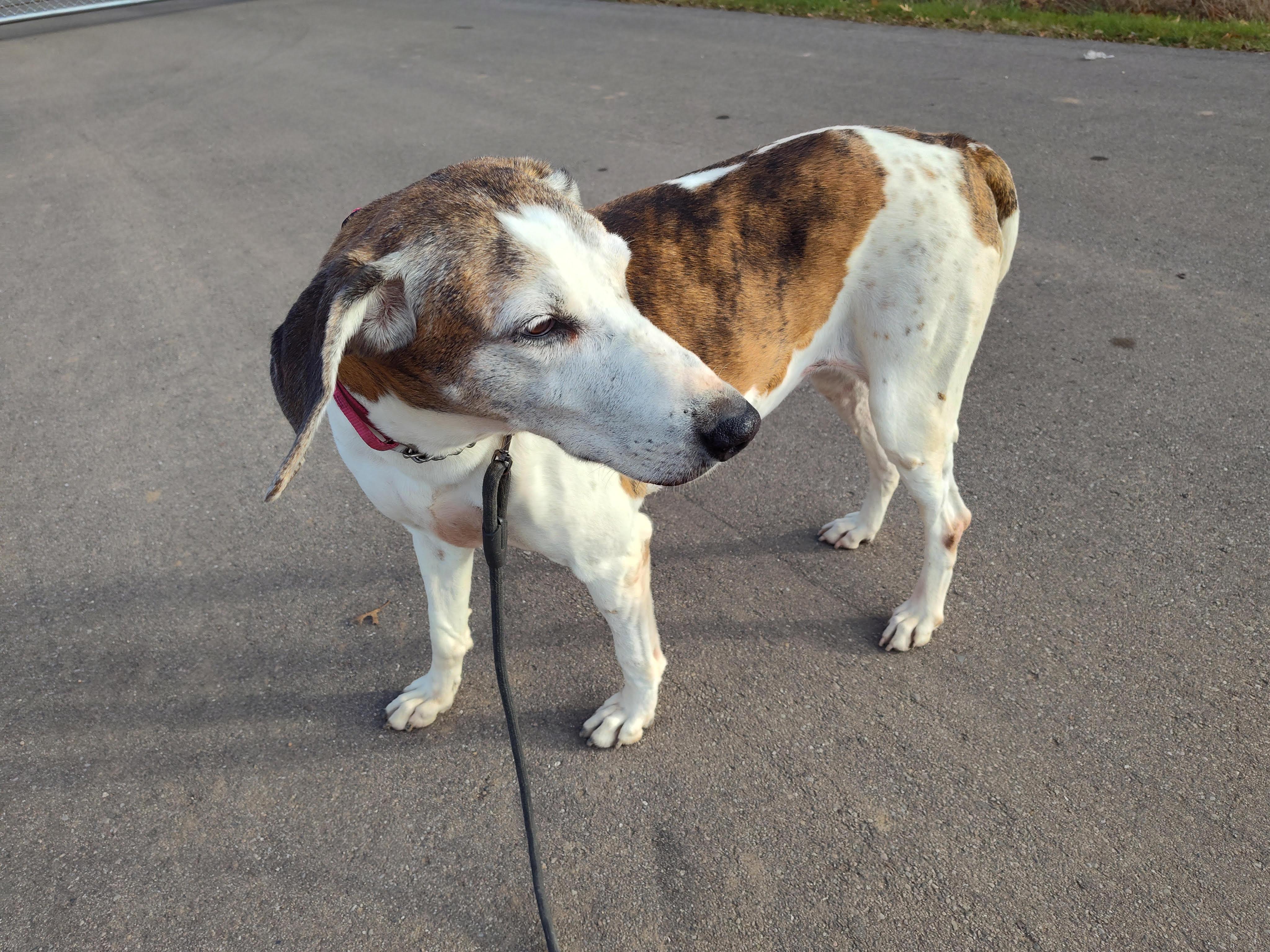 Enlarge Donna, a Adoptable mixed breed in Stockbridge, MI image 3/4