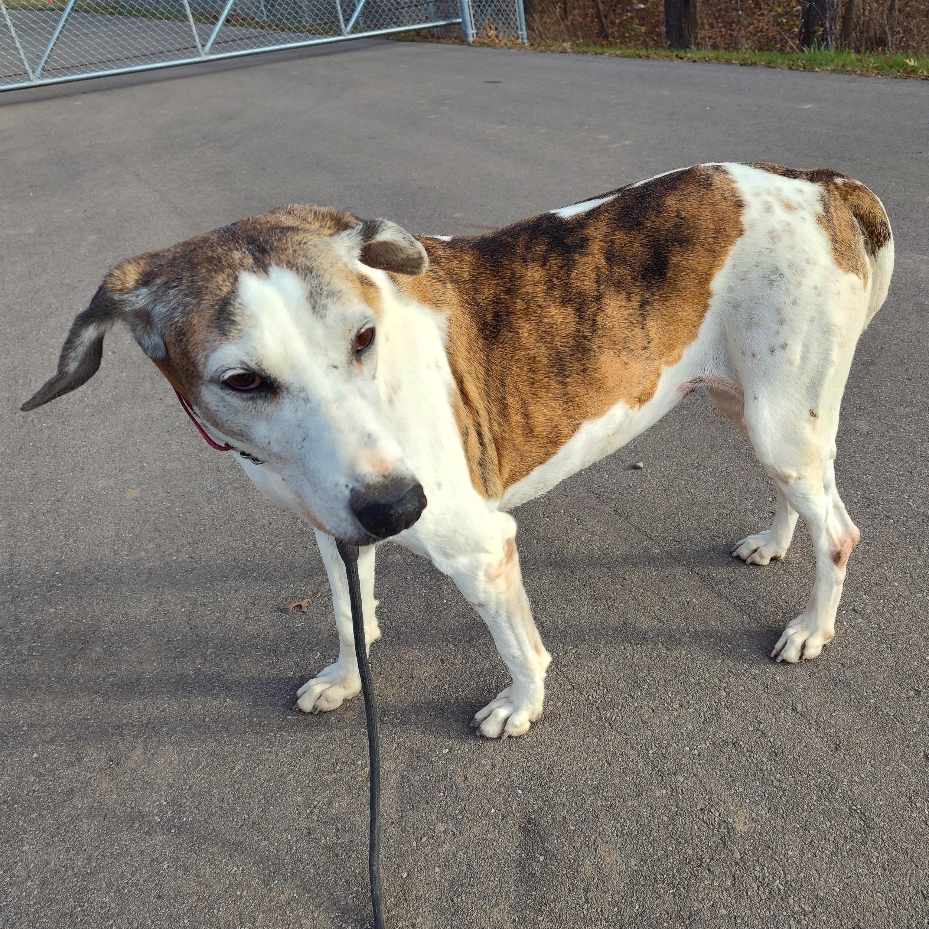 Donna, Adoptable, Senior Female Hound.