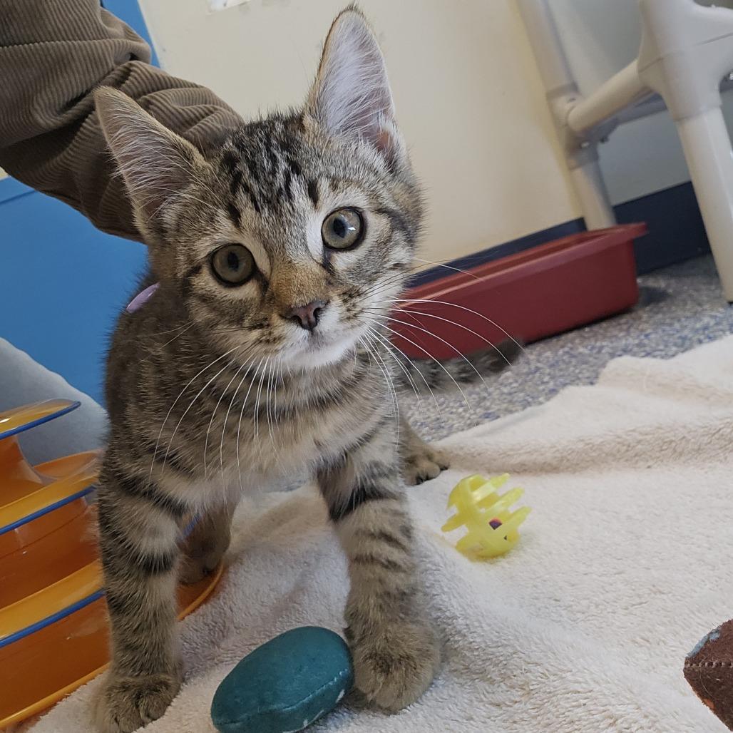 Mocha, Adoptable, Kitten Male Domestic Short Hair.
