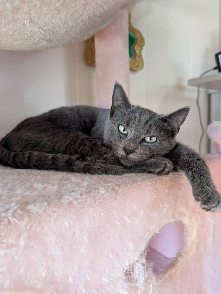 Enlarge Leo, a ADOPTABLE Russian Blue in Mabank, TX image 1/2