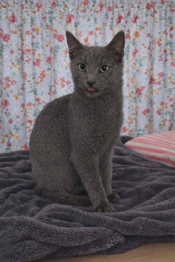 Enlarge Leo, a ADOPTABLE Russian Blue in Mabank, TX image 2/2