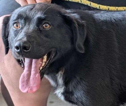 Enlarge Weston, a Adoptable mixed breed in La Harpe, KS image 1/3