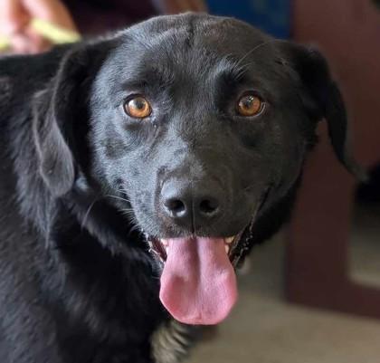 Enlarge Weston, a Adoptable mixed breed in La Harpe, KS image 2/3