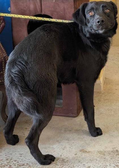 Enlarge Weston, a Adoptable mixed breed in La Harpe, KS image 3/3