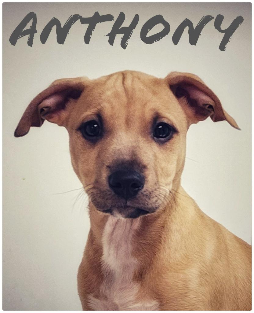Anthony, Adopted, Puppy Male Pit Bull Terrier.