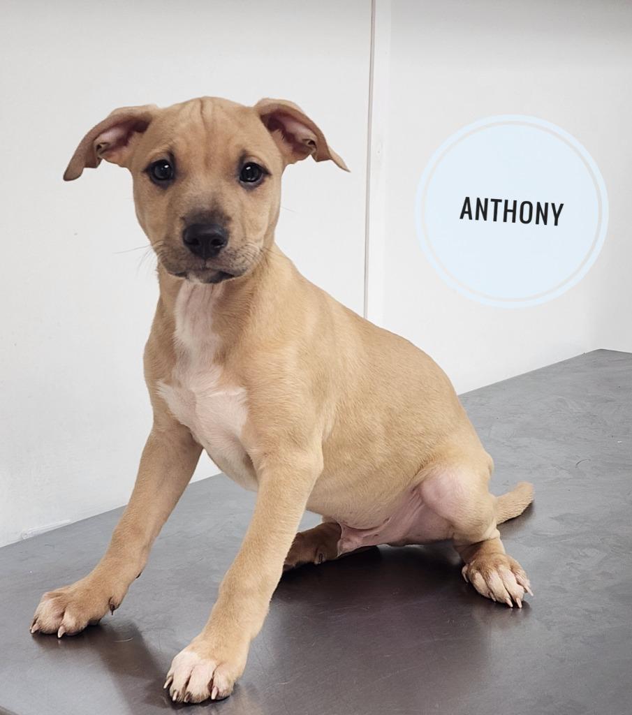Enlarge Anthony, a Adopted Pit Bull Terrier in Gold Beach, OR image 2/2